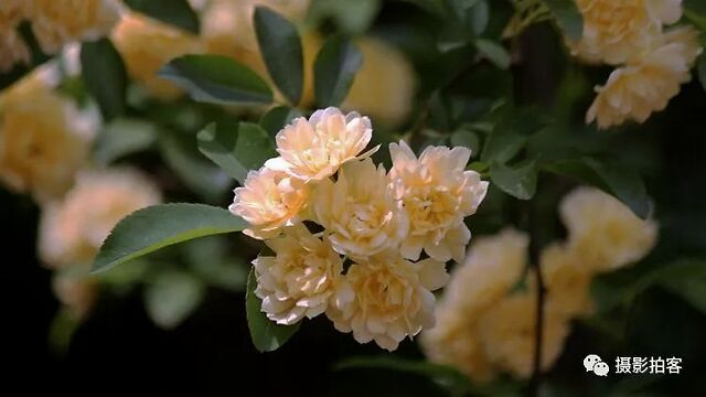 春天的色彩木香花开易韶华