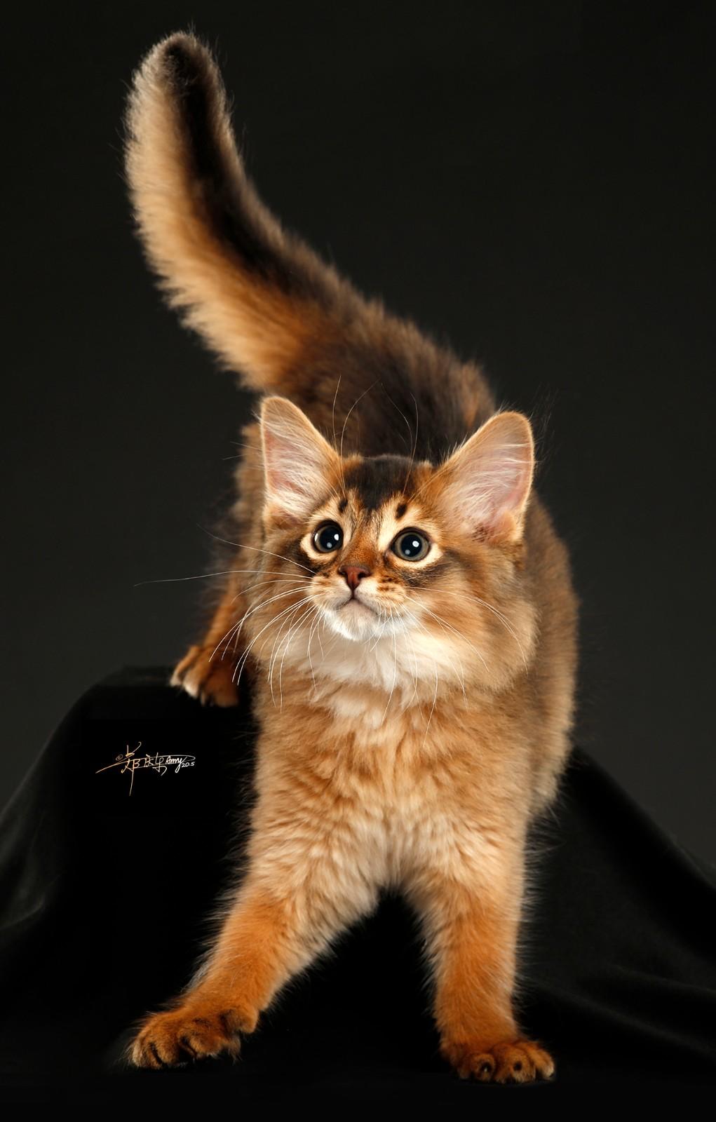 黑金小可爱索马里