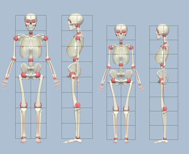 动漫人体骨骼绘画教程