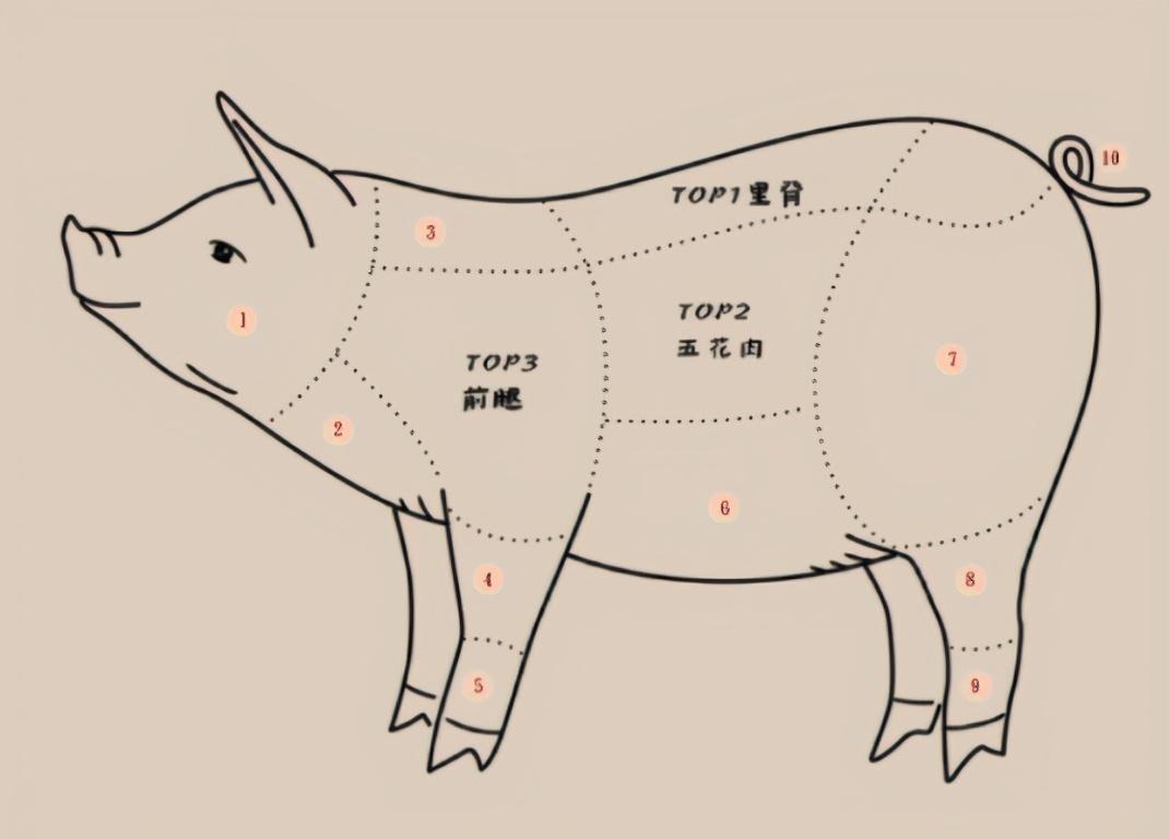 猪肉分割图平面广告素材免费下载(图片编号:6165909)-六图网
