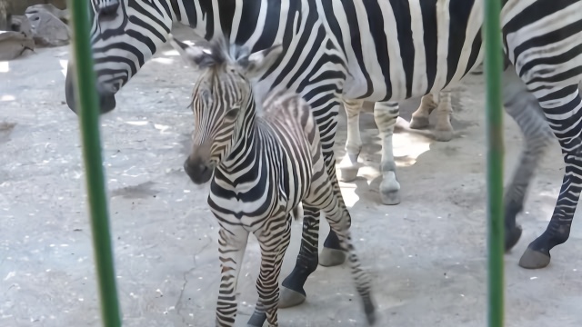 连云港新浦公园建园后首次迎来斑马宝宝出生两天1米的个头