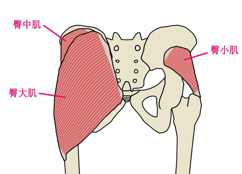 臀大肌在體表的最外層,它是三塊肌肉中最大最發達的,也是決定我們臀部