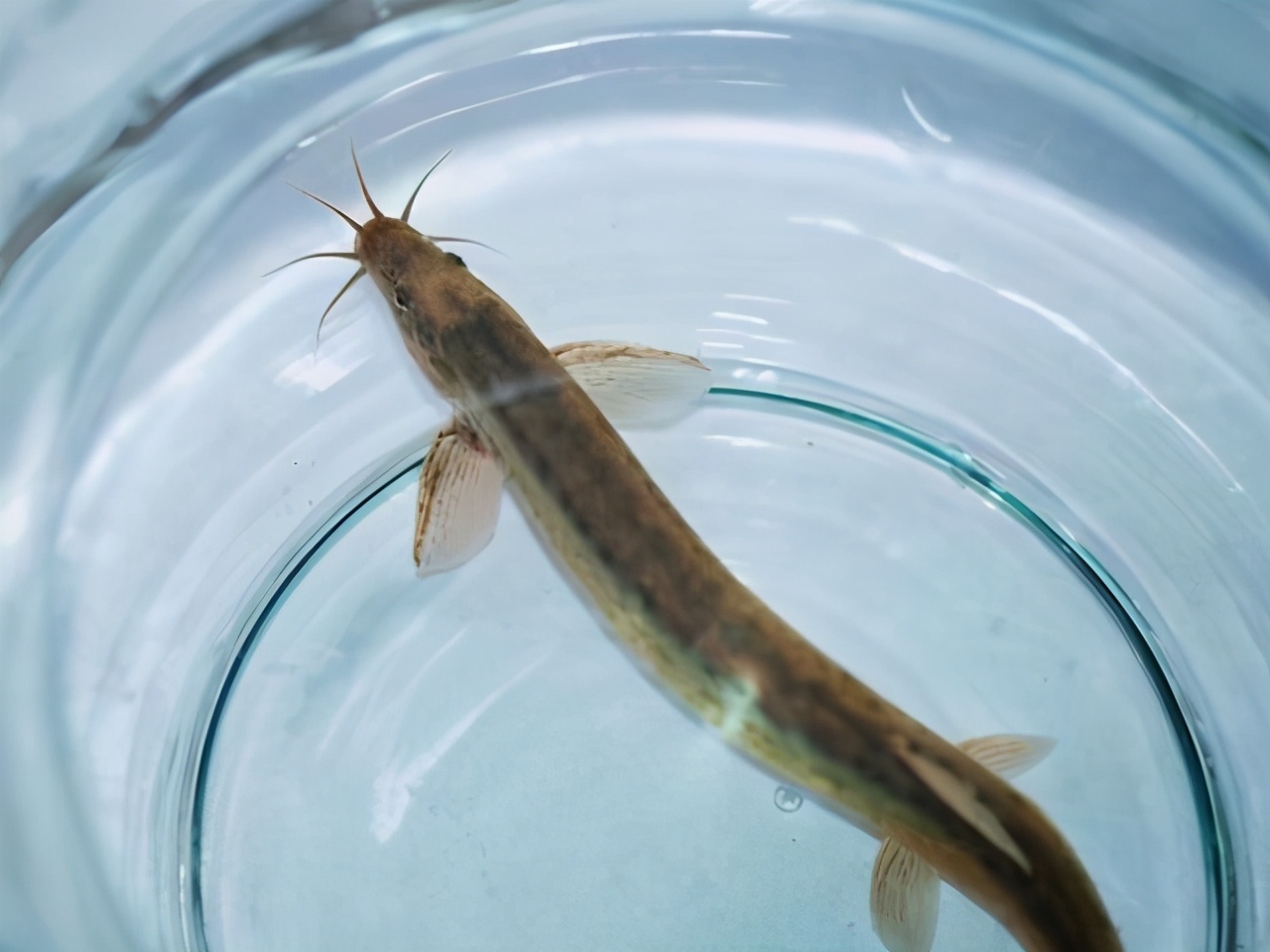 苹果有极高的营养物质,可促进人体肠道的消化蠕动的作用,起到清理身体