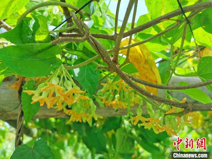 夜蘭花:廣東僑鄉台山人餐桌上的新寵