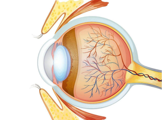 视神经萎缩【视神经炎】