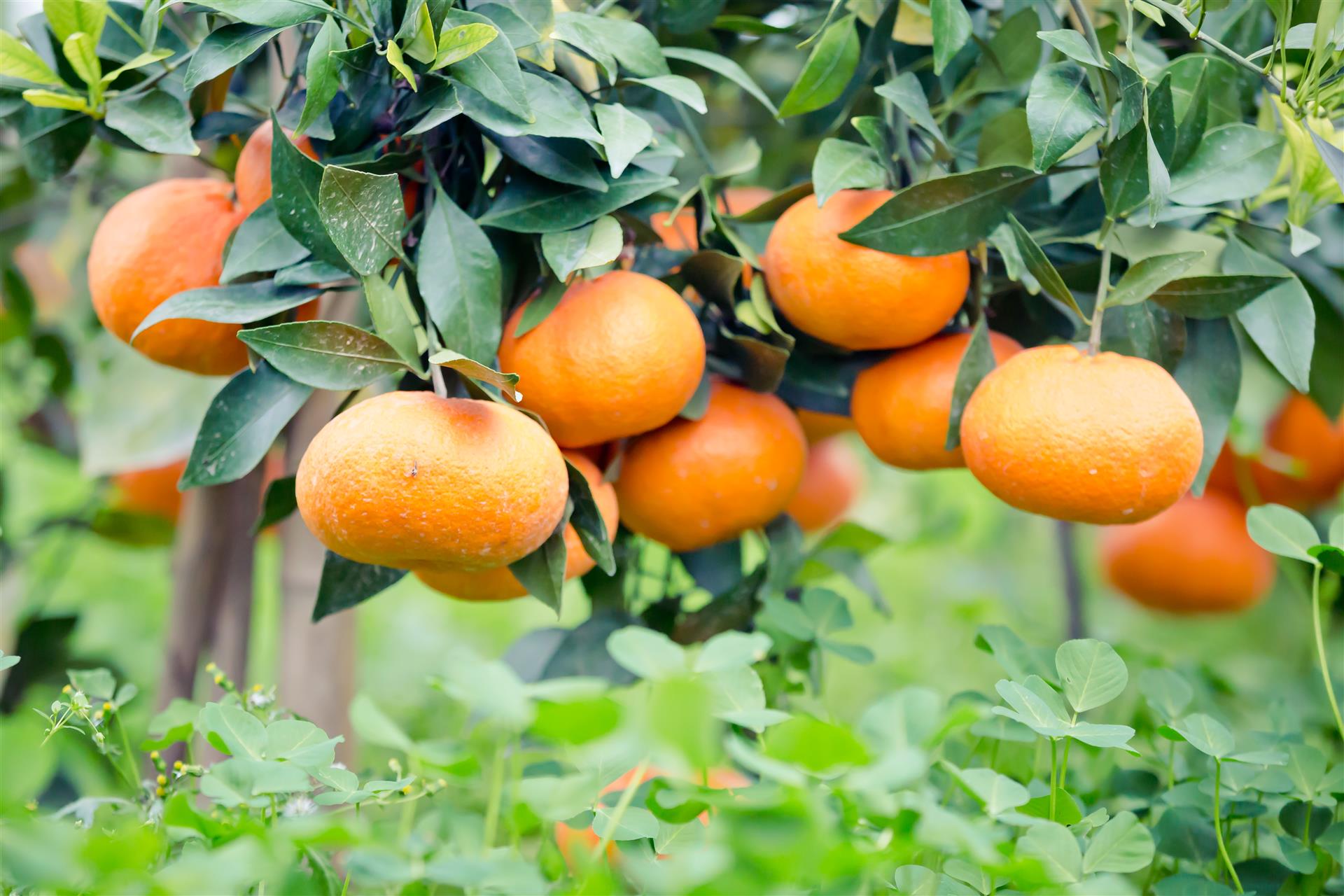 上海这家合作社种出来的桔子为什么能每只卖100元