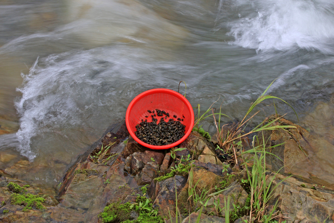 寻味吃青蛳最好的时节