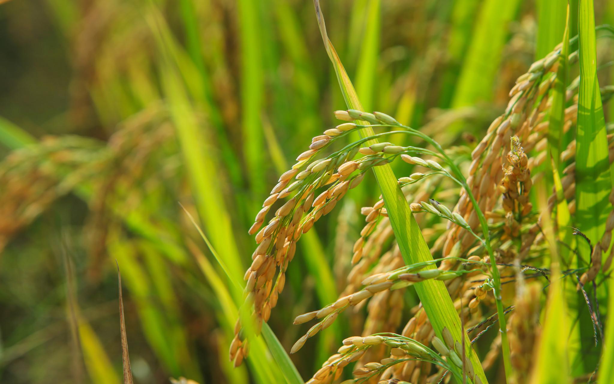 盐碱地也能长庄稼年内将推广至10万亩仍有2亿亩空间