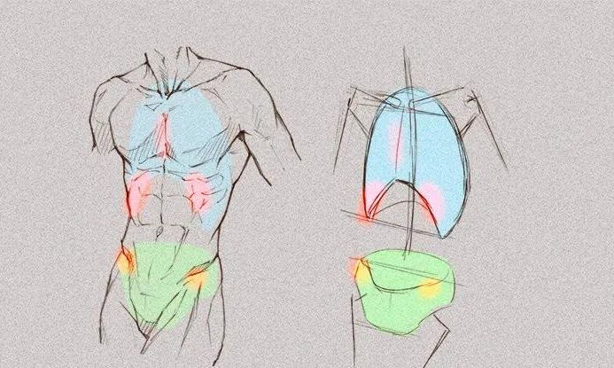 【cg原畫插畫教程】 軀幹前部(胸到腰)繪製參考__鳳凰網