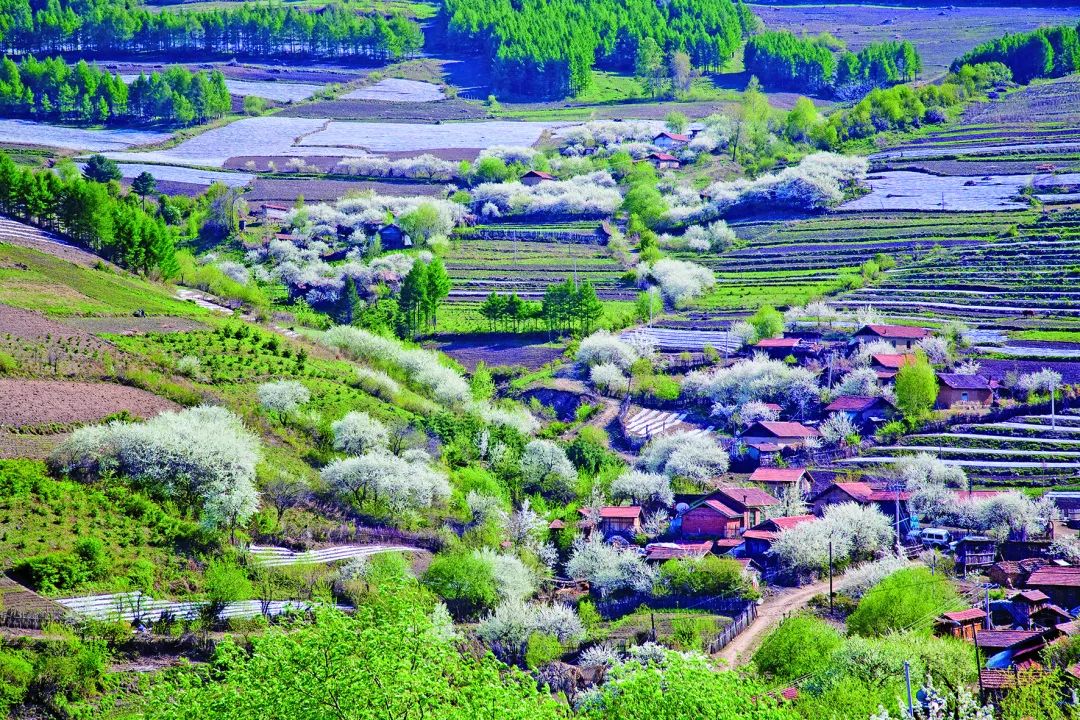 特色產品:藍莓,大櫻桃,紅姑娘 地址:長春市九臺區土們嶺街道馬鞍山村