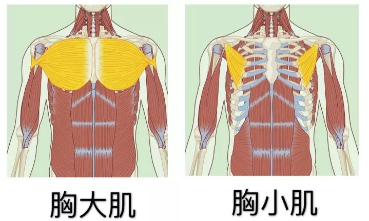 胸肌的拮抗肌图片