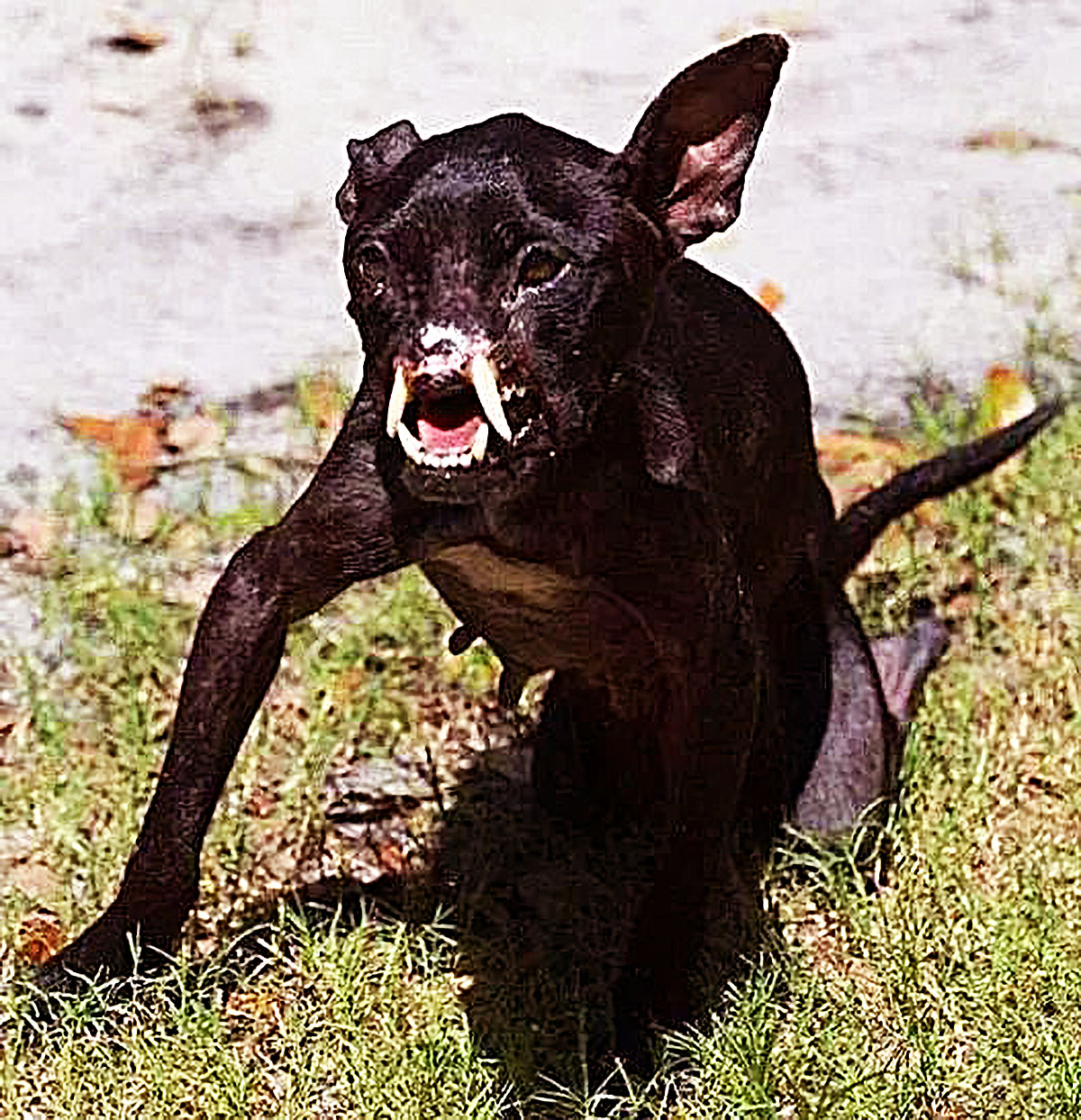 1只长着獠牙的怪物模样让人腿软但知道实情后网友哭了