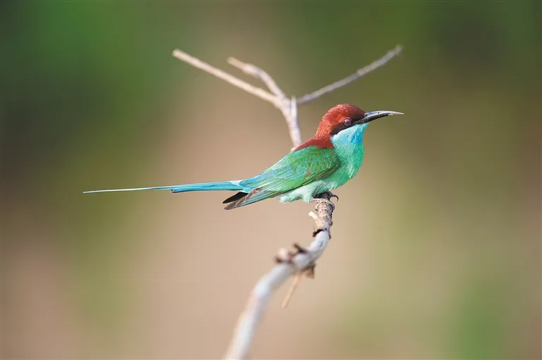 的元封元年(前110年),汉朝中央政府在岭海设置儋耳,珠崖,南海,苍梧