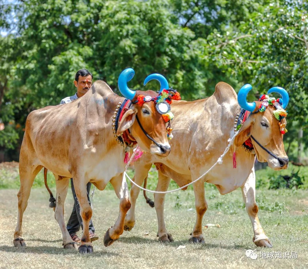 印度到底让不让吃牛肉