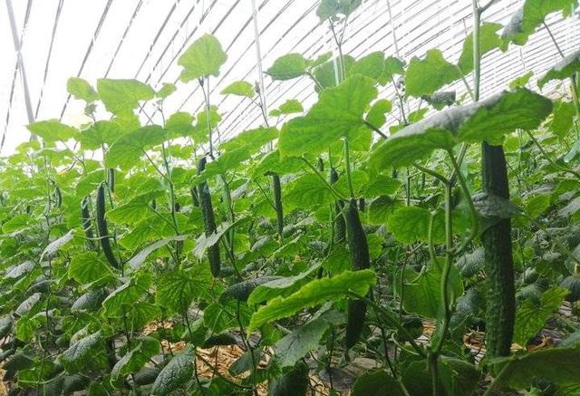 蔬菜有保障德州最大黄瓜种植基地日产30万斤未来还会更多