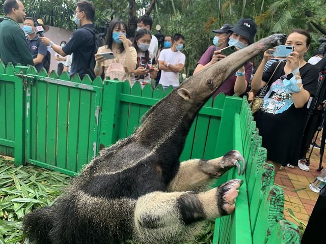 亚洲首例人工繁育大食蚁兽双胞胎广州亮相__凤凰网