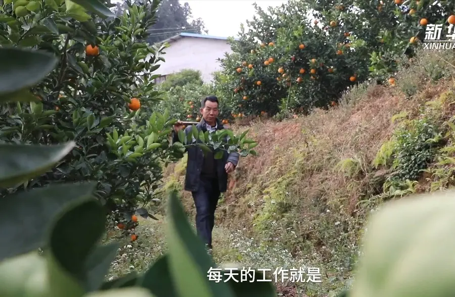 江西龙南：“农民专家”的脐橙梦
