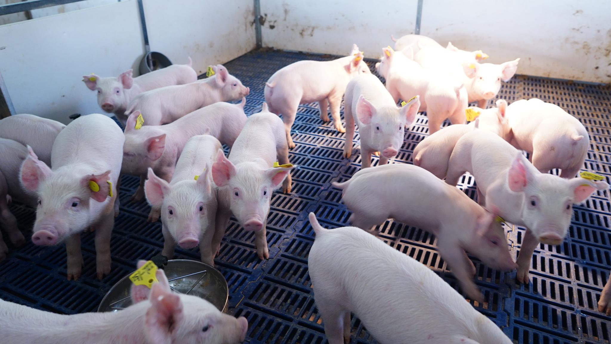 养猪业之开智开化猪知乐语录