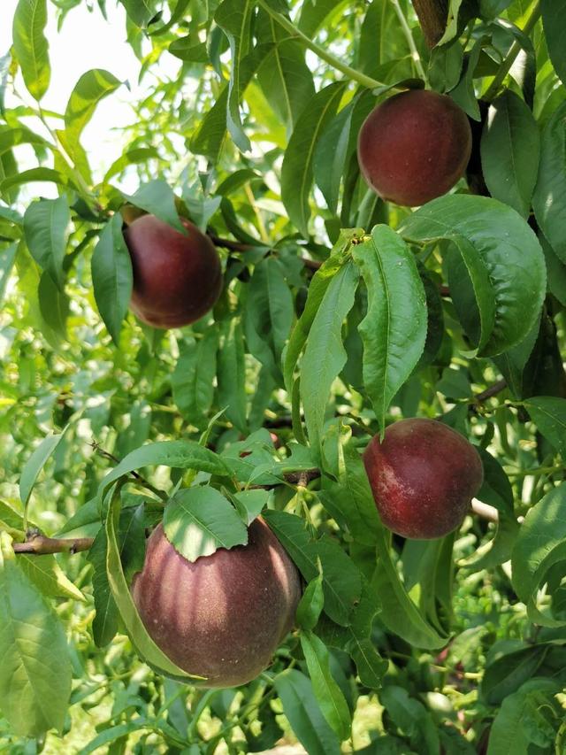 礼泉石潭镇黑桃栽植让群众生活更甜蜜