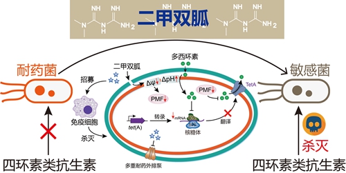 二甲双胍恢复四环素类抗生素有效性的作用机制示意图 扬州大学供图