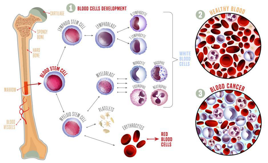 骨髓血细胞分化发育图图片