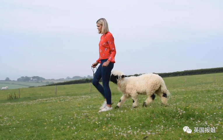 这种五官都看不清的山羊咋就被外国人高价争着养