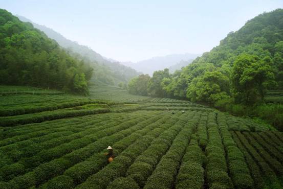 小罐茶狮峰龙井茶源自狮峰山脉核心产区海拔200米以上白沙土茶园