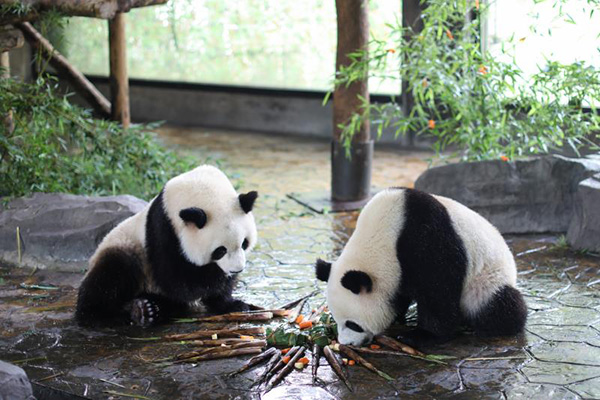 端午节吃粽子，大熊猫、小熊猫、小浣熊别离吃什么馅的粽子？（熊猫吃粽子脸色包gif）