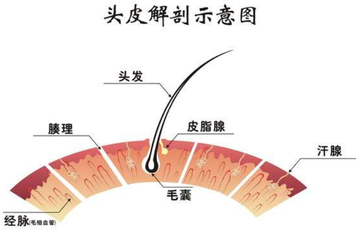 頻頻脫髮,可能是你的毛囊已經開始萎縮了!