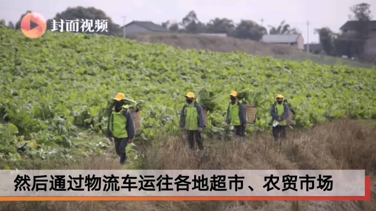 先量体温再下菜地  四川岳池中国川菜地道食材生产基地每天收割五吨蔬菜
