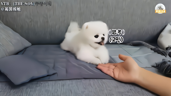 猛男必看视频：韩国小奶狗洗澡睡觉萌哭数万人