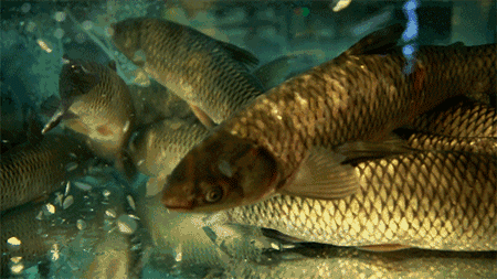 450_253gif 动态图 动图