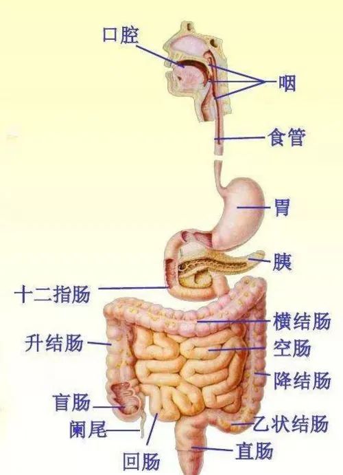 盘点食物经过消化道的顺序?食物经过消化道的顺序