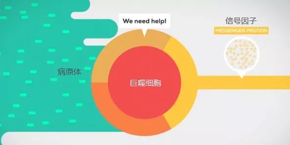 究竟什么样的运动可以有效增强免疫力?