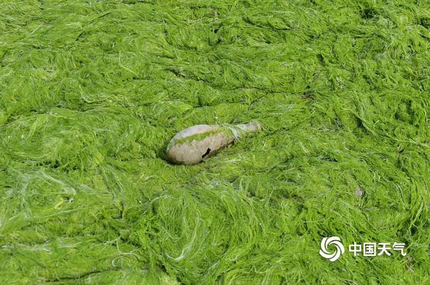 浒苔再度入侵青岛大片绿潮似草地