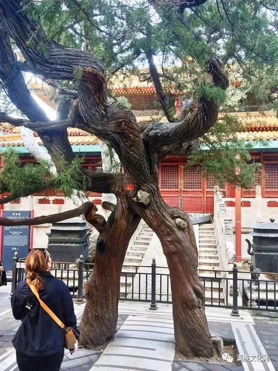 北京故宫里的御花园__凤凰网