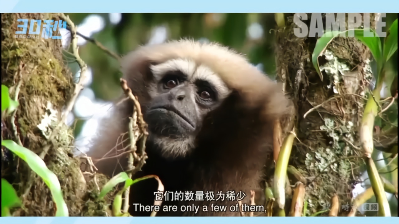 30秒｜我国天行长臂猿纪录片入选联合国“世界野生动植物日”国际影展决赛