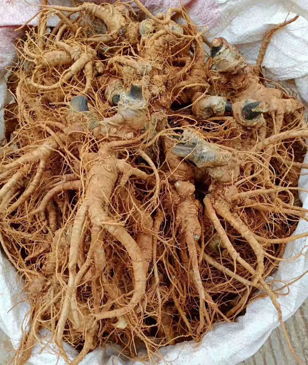 市场干三七花继续上新,新鲜采挖的三七零星售卖,价格都相对平稳.