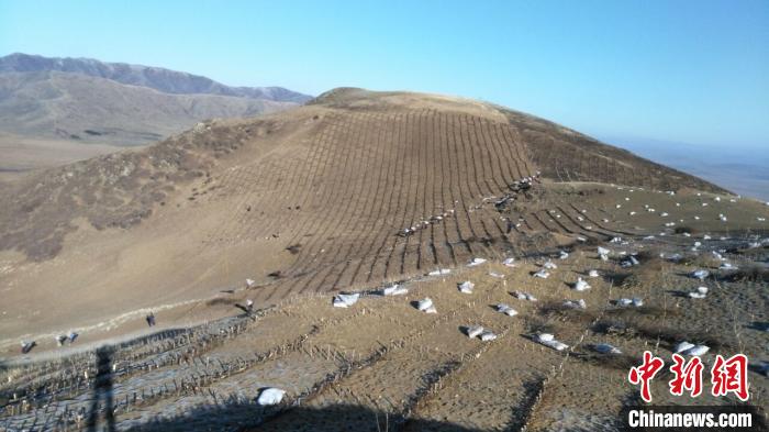 高山柳沙障见证四川阿坝草原沙化治理变迁