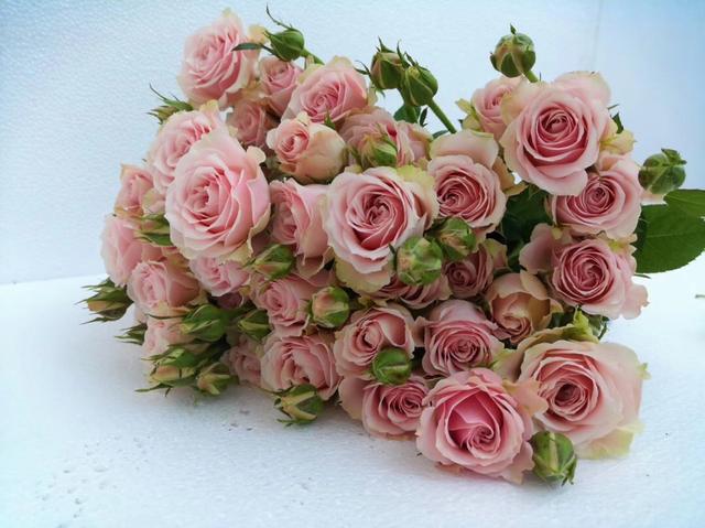 多头玫瑰品种合集绚烂多彩精致而可爱格外亮眼