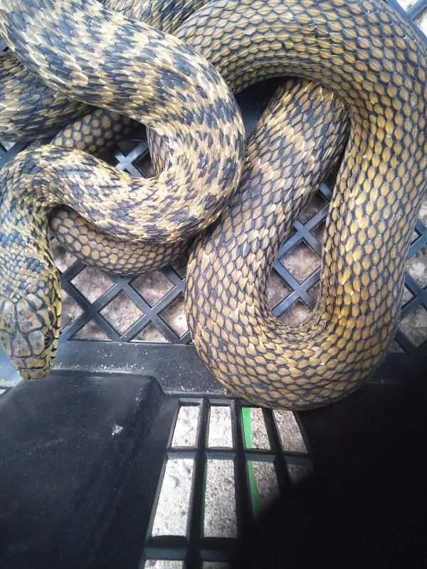 警惕天气热蛇出没撒硫磺雄黄可以驱蛇