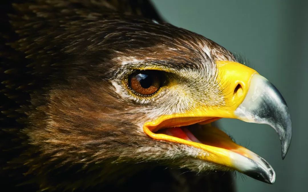 在动物世界里哪种动物的视力最好