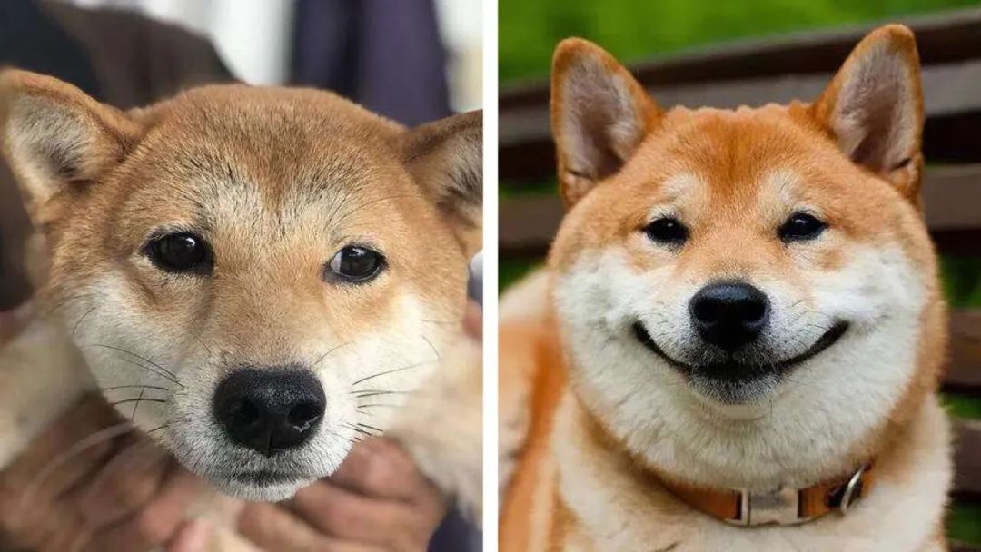 还有柴犬,发腮与不发腮简直判若两个品种,发腮后要可爱更多.