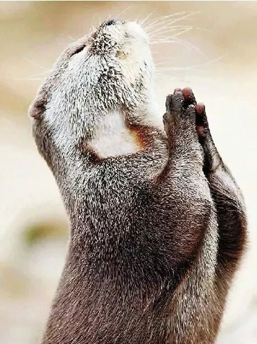 殊胜照片多种动物拜佛视频合集万物有灵千万不可伤害