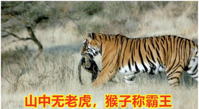 英雄联盟:lpl众神归位,国外粉丝开心到飞起,lpl是英超太精彩了__凤凰