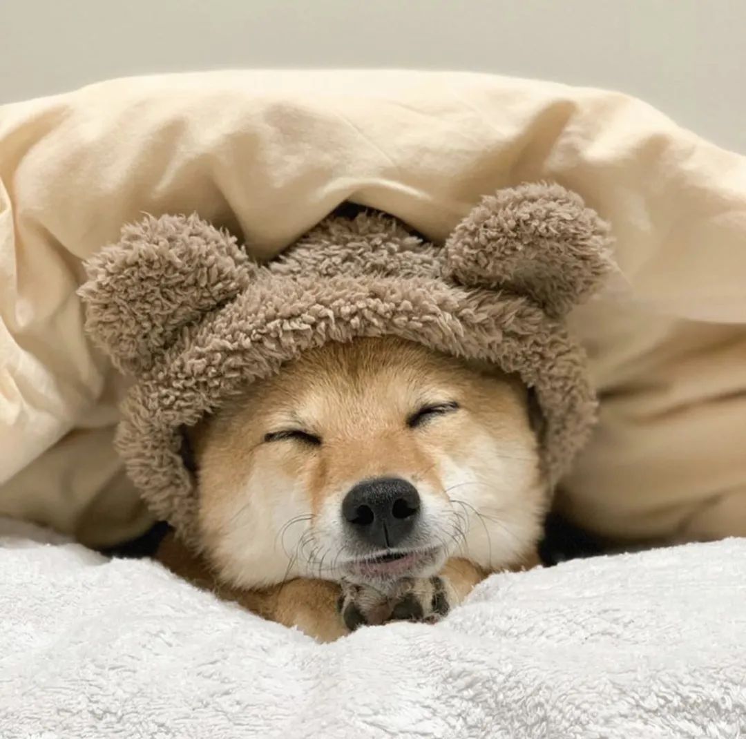 主人晒出狗狗睡觉的照片全网的人直呼太治愈啦