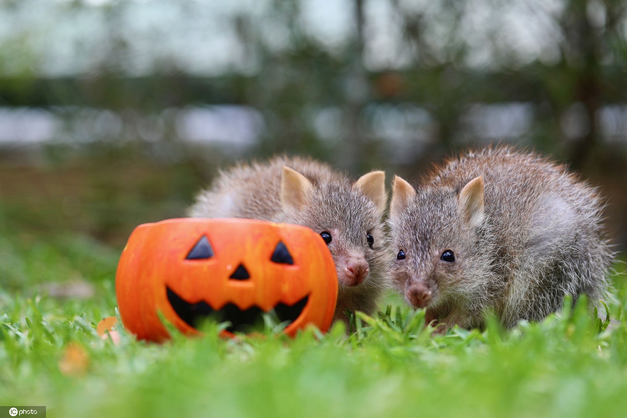 当地时间2020年10月30日,澳大利亚爬行动物园给小动物准备了万圣节大餐,袋獾、考拉和加拉帕戈斯象龟等动物吃南瓜津津有味。