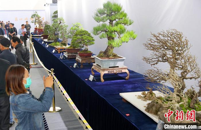 民众被展出的盆景吸引。 许丛军 摄