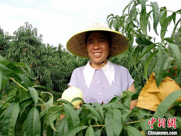 探访江苏新沂郝湖村水蜜桃园甜蜜经小康生活桃花源