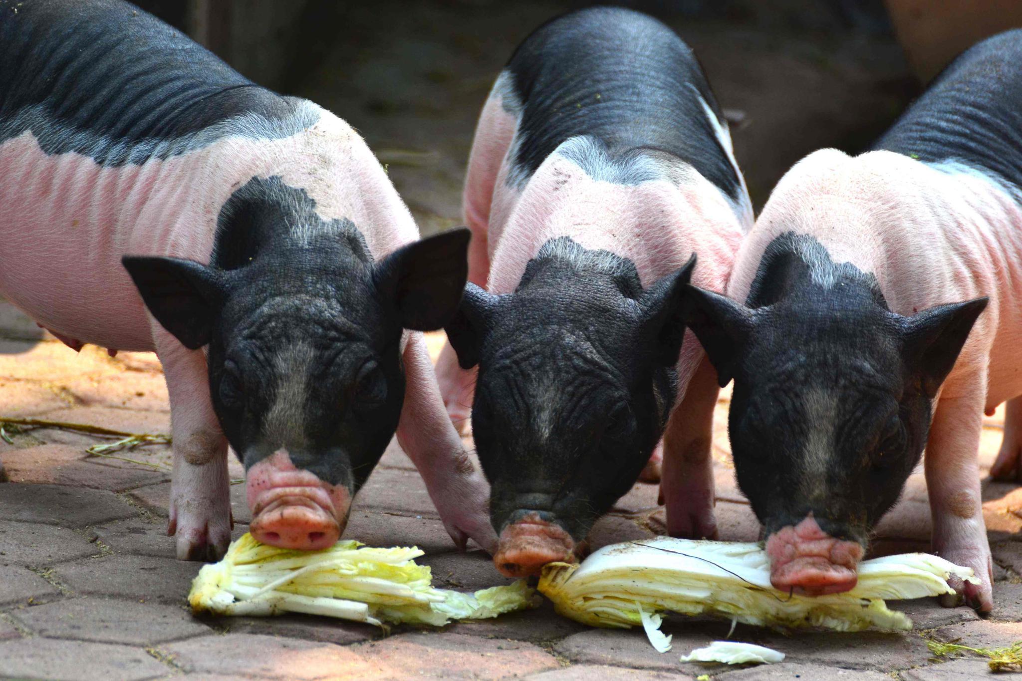 仔猪的诱食与补料技巧—猪知乐整理
